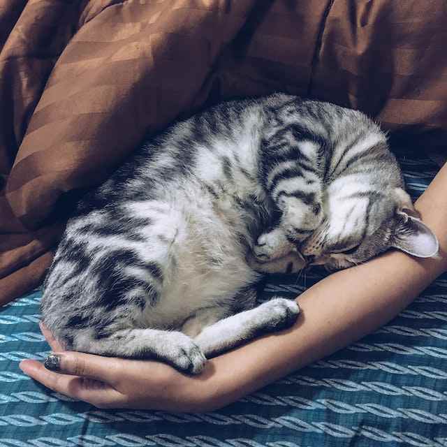 Ways to Make Your Cat Sleep With You