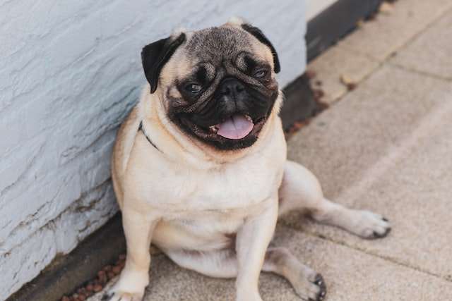 What to avoid when disciplining a pug