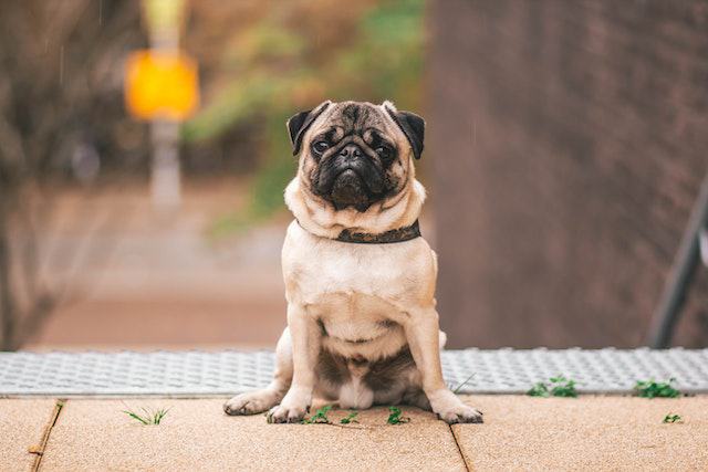 What to feed a pug with diarrhea