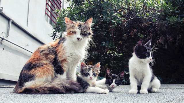 Challenges in Mother Cat Disciplining Kittens