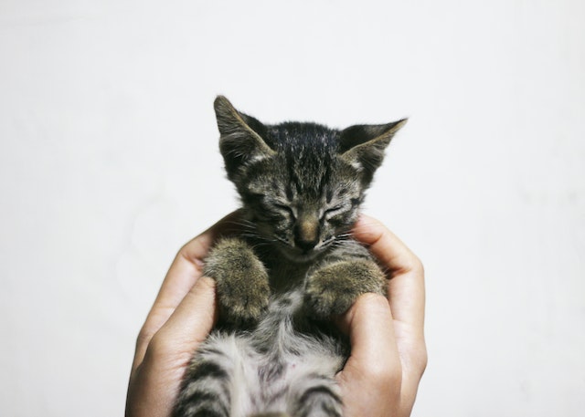 Benefits of Raising Your Kitten to Be Cuddly