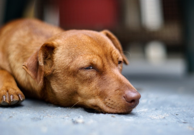 Causes of Shaking and Loss of Appetite in Dogs