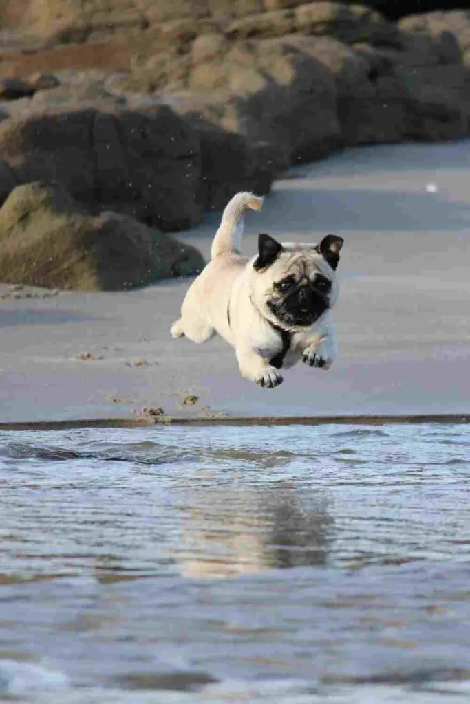 Swimming is a low-impact exercise option for pugs