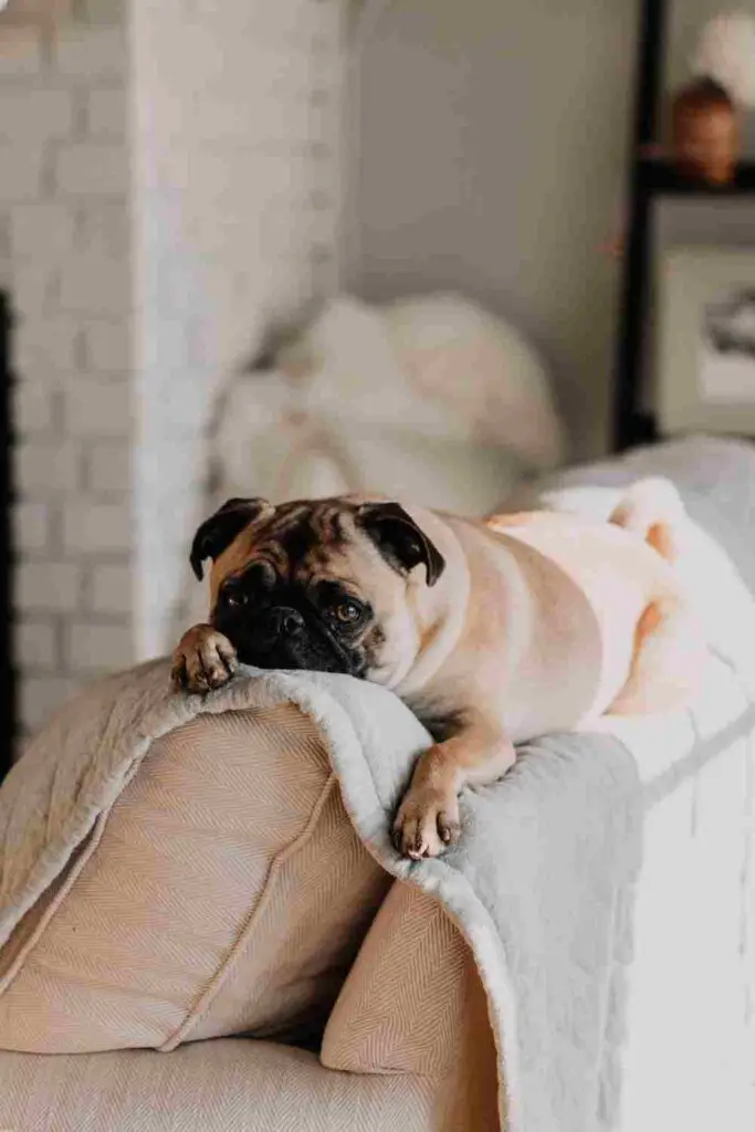 Unusual Lethargy in pugs
