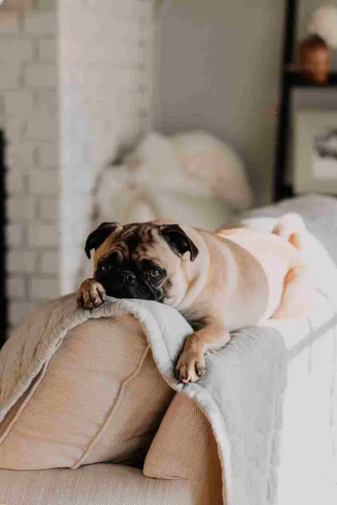 Pug resting