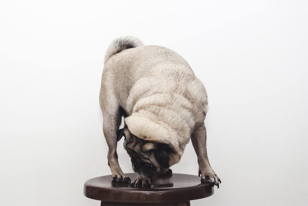 Tips to Prevent Excessive Digging in Pugs