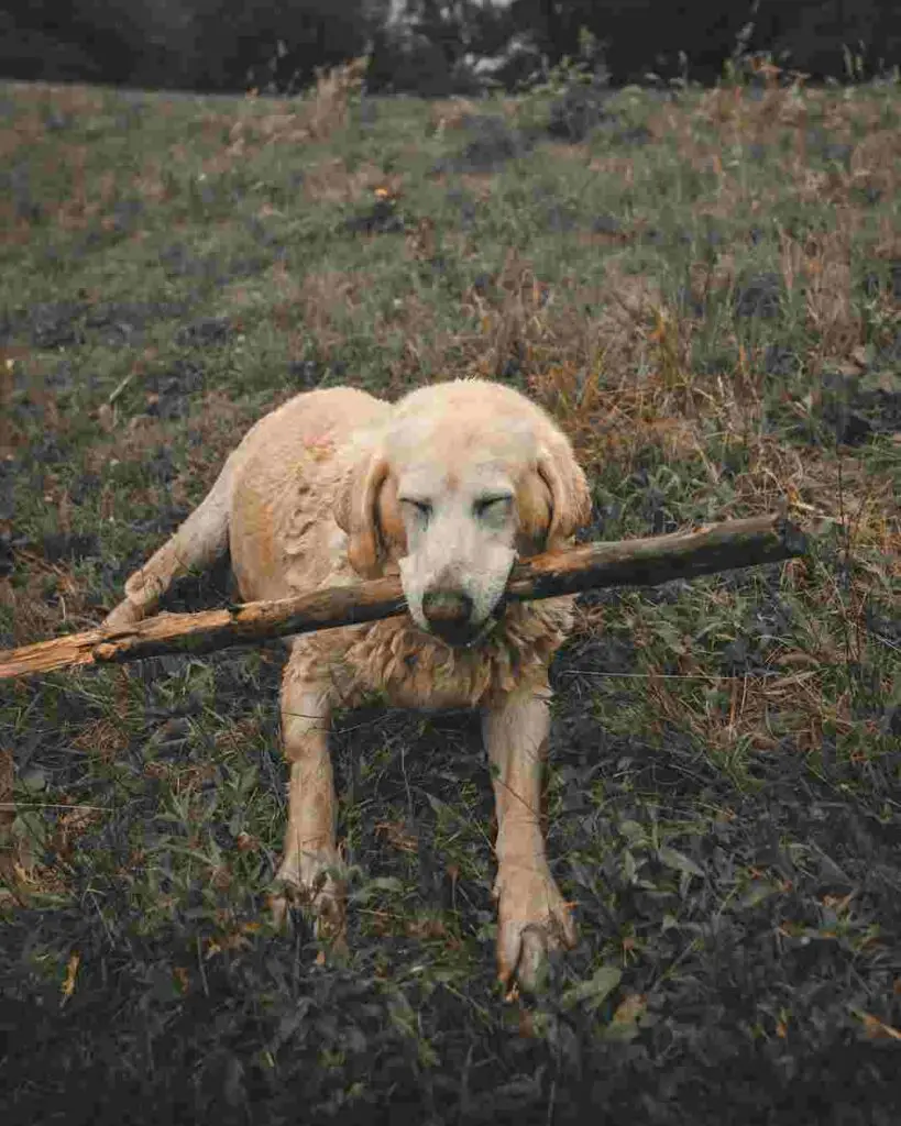 Preventing Your Dog From Eating Burnt Wood