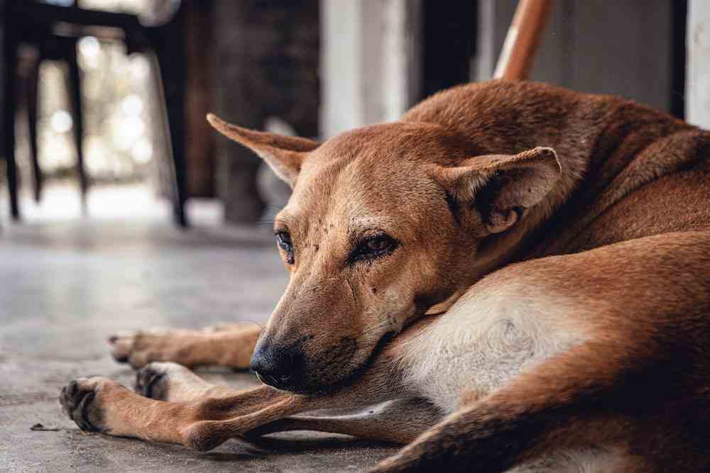 Symptoms of Tick Infestation in Dogs