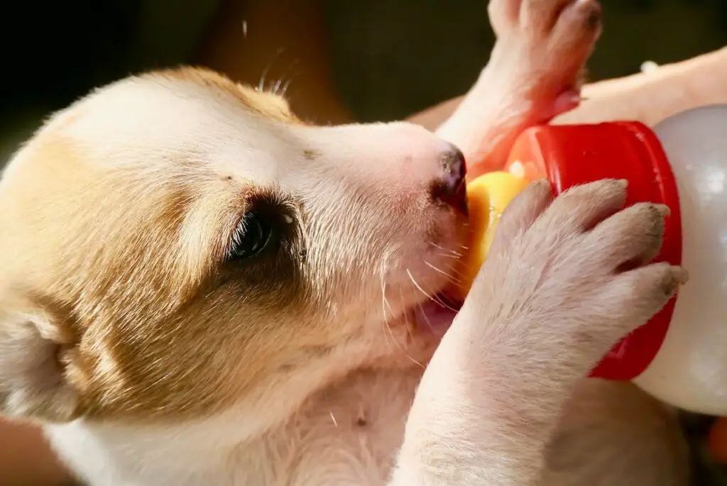 Tips for encouraging a puppy to eat