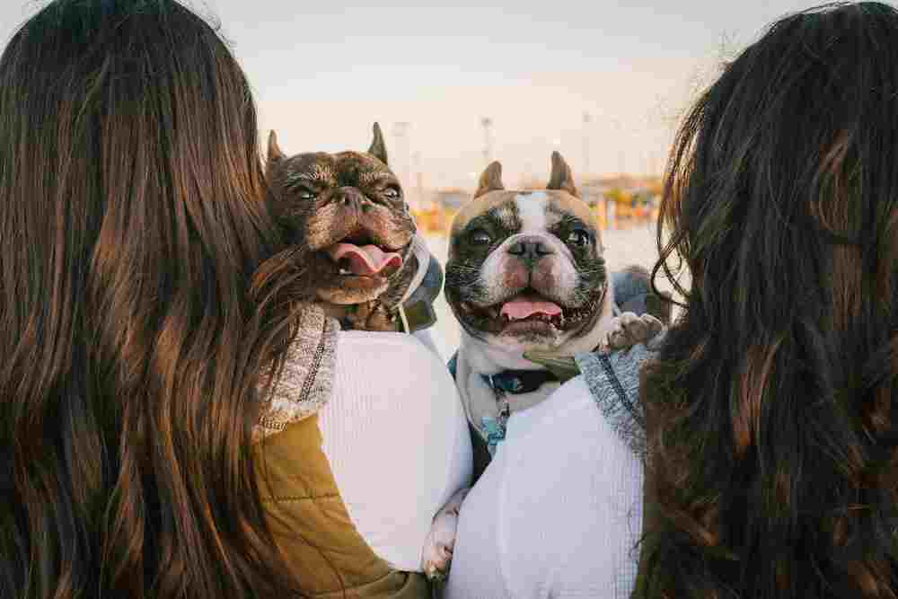 Ways of Socializing Dogs With Other Dogs