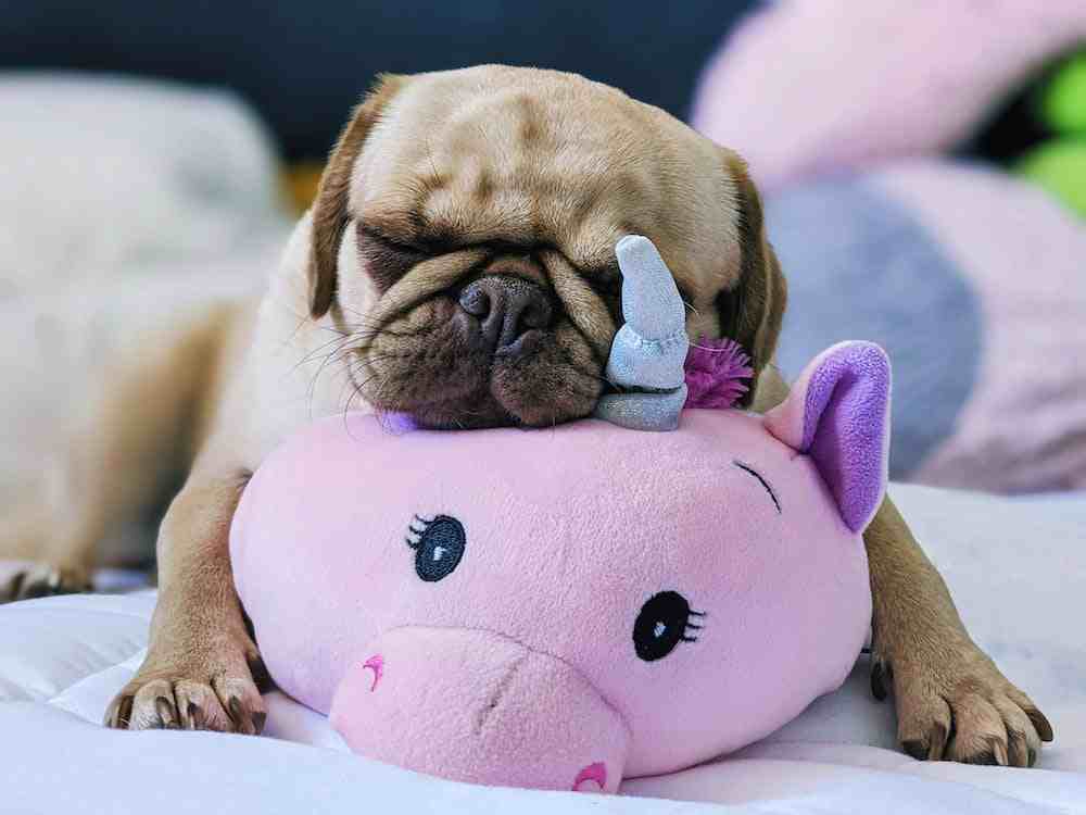 Causes of Pug Stomach Problems