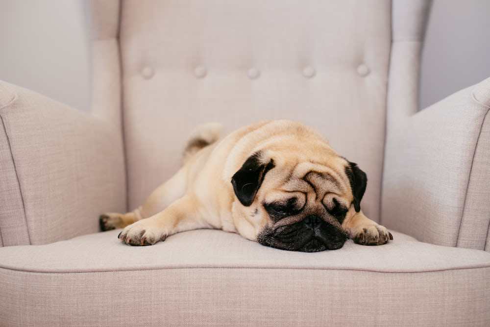 Traumatic Injuries lead to death in pugs