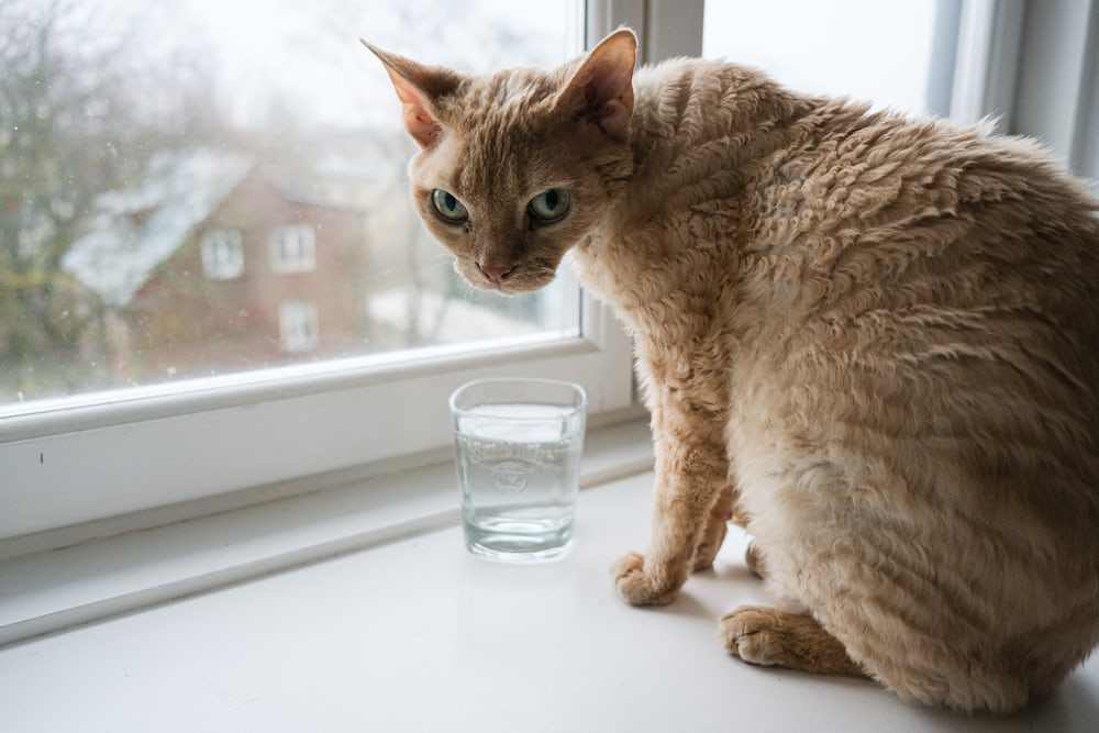How to Hydrate a Cat That Won't Drink Water