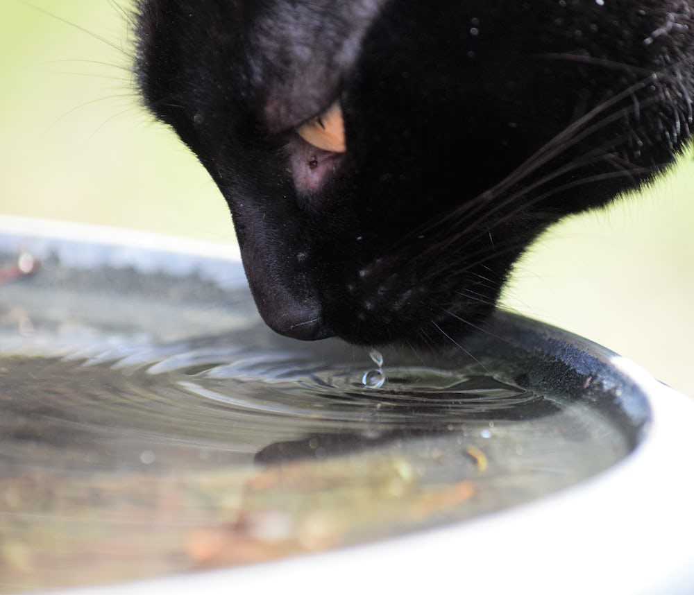 Reasons Why Your Cat May Not Be Drinking Water