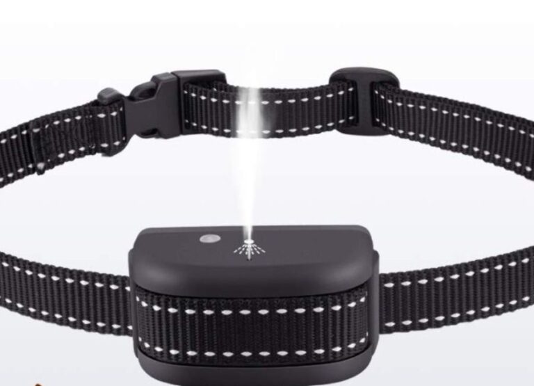 10 Common Citronella Dog Collar Side Effects