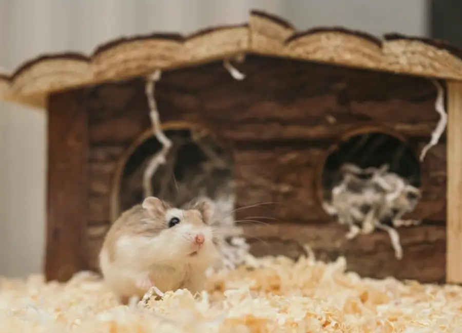 Hamster Litter Training