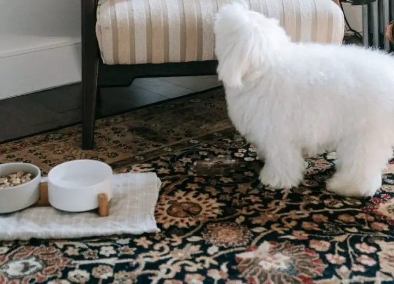 10 Reasons for Dog Guarding Food But Not Eating