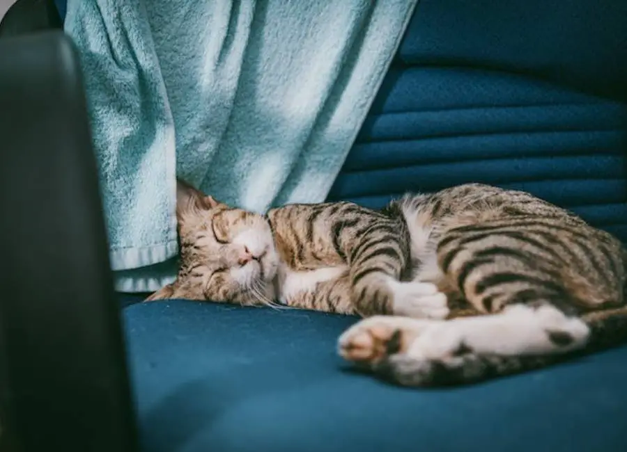 How to Make My Cat Sleep at Night