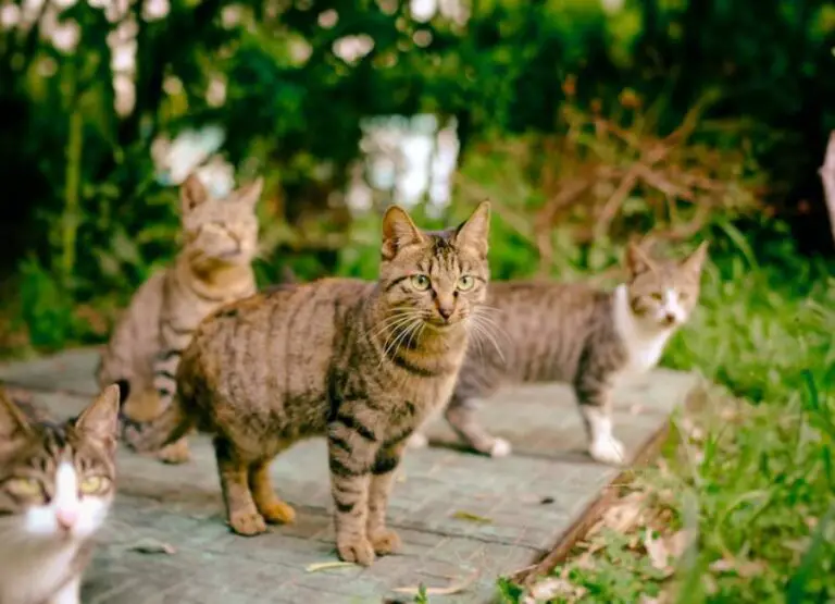 9 Top Factors Affecting Feral Cats Life Expectancy