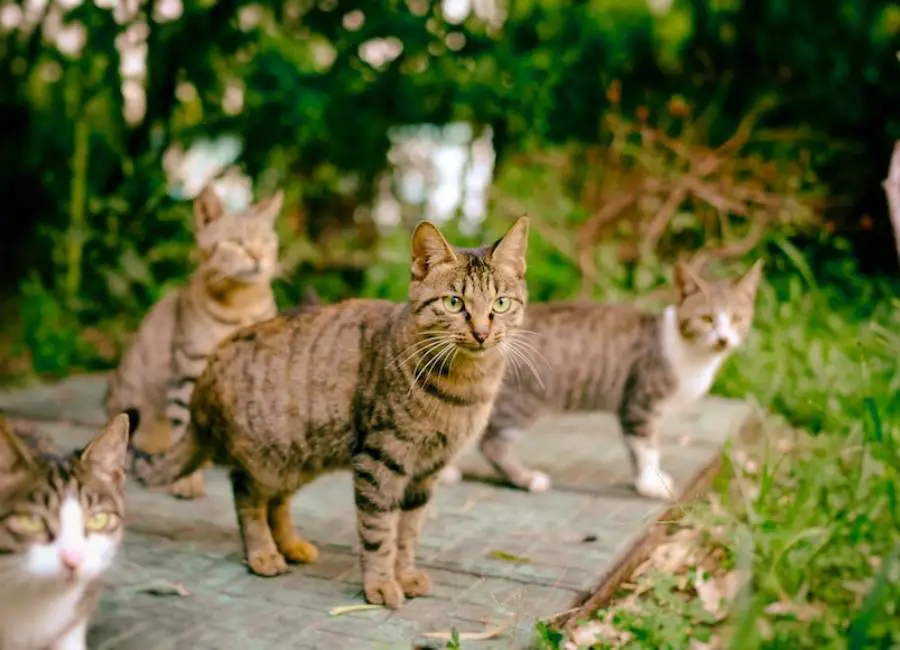 Feral Cats Life Expectancy
