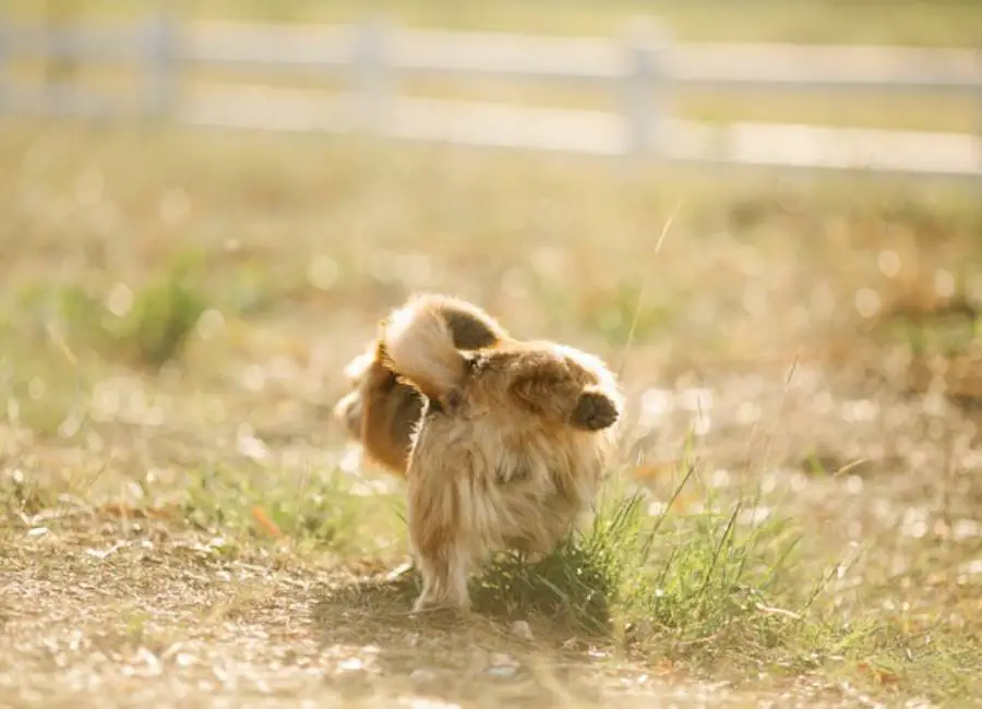 Dog Poop in Yard