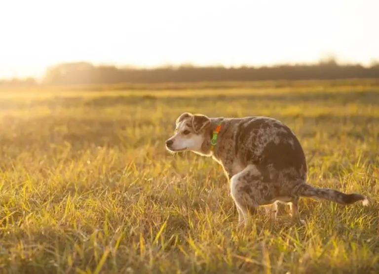 9 Reasons Your Dog Poop is Dry and Crumbly