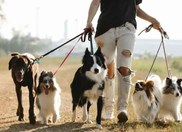 9 Simple Ways of Socializing Dogs With Other Dogs