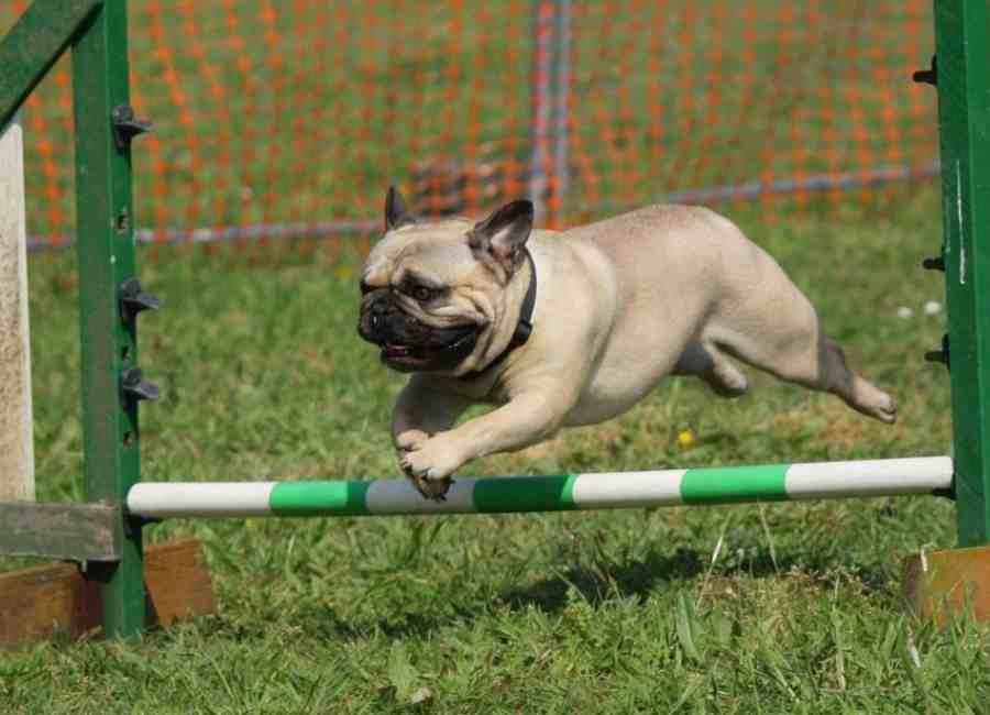 Pug Exercise