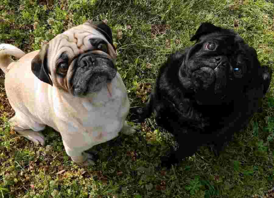 Pug Training Tips