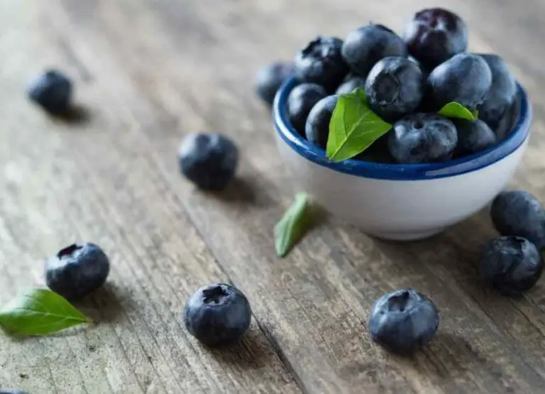 Can Pugs Eat Blueberries  [How To Feed & Benefits]