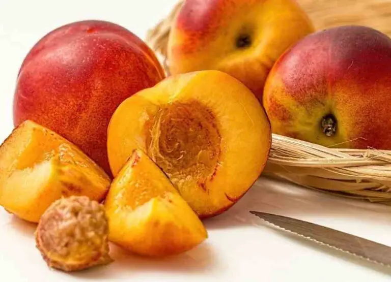 Can Pugs Eat Peaches [How To Feed & Benefits]