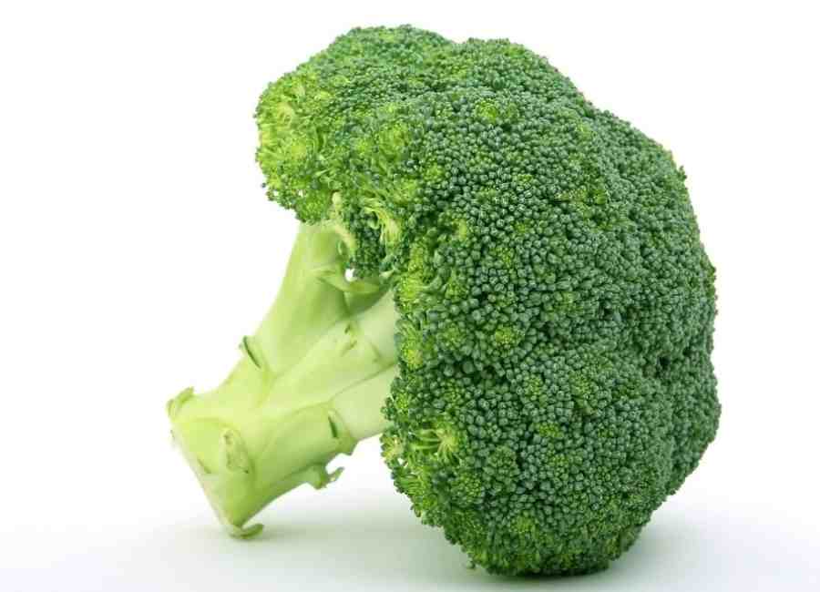 Can Pugs Eat Broccoli