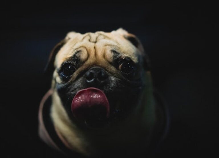 Why Do Pugs Lick so Much [See 11 Reasons]