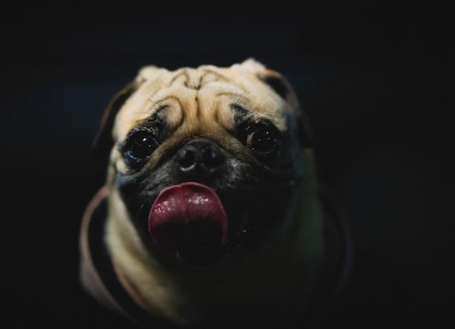 Why Do Pugs Lick so Much