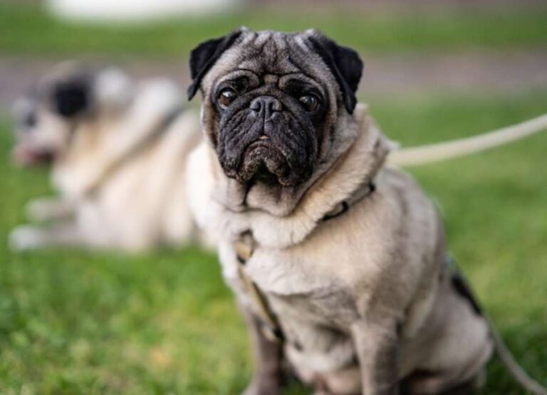 Dealing With Pug Skin Problems & Care