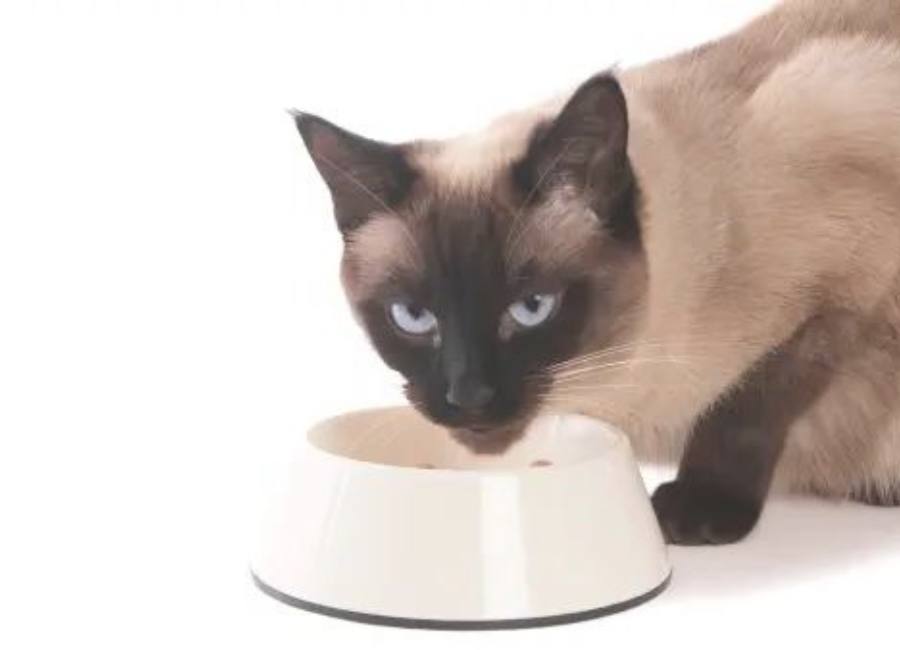 Long-term Measures for Maintaining Healthy Eating Habits in Siamese
