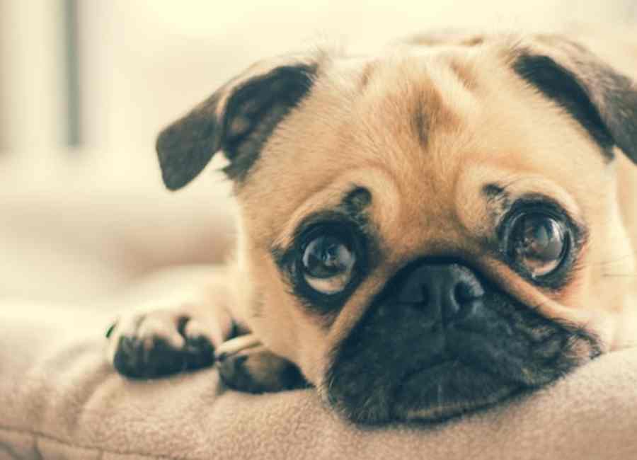 Factors Affecting Pug's Ability to Stay Alone