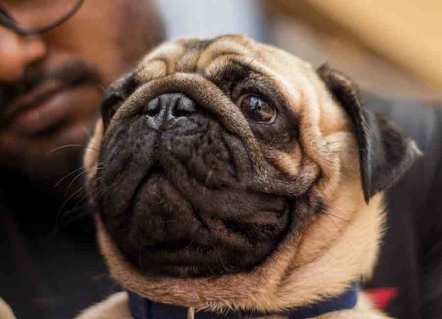 Signs of Eye Problems in Pugs