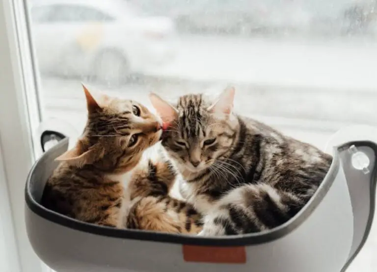 Why Do Cats Lick Each Other [See 12 Reasons]
