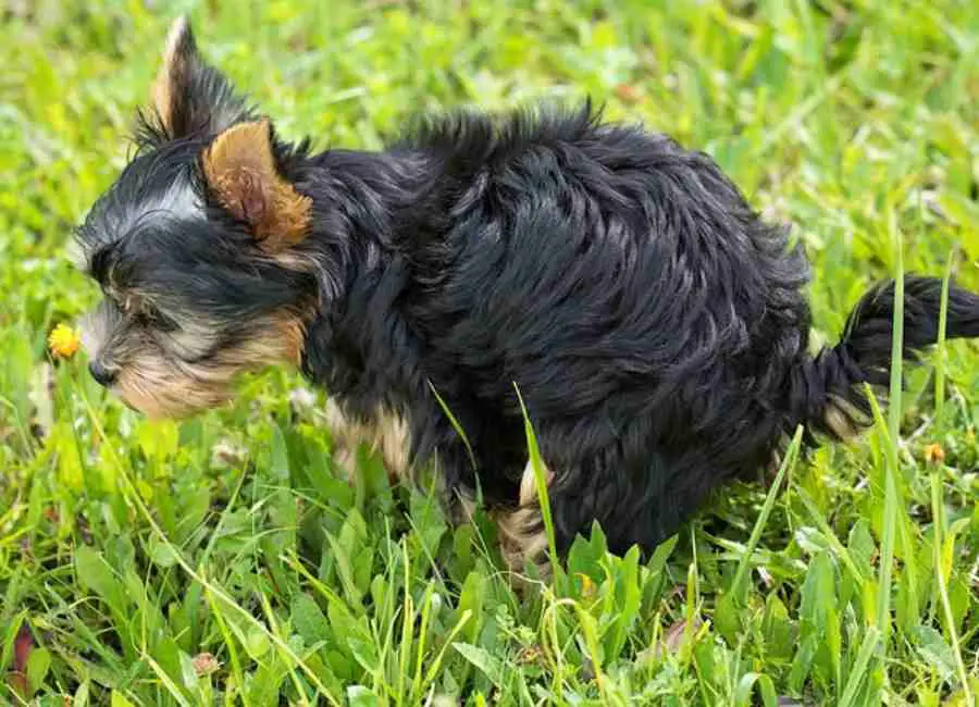 Dog Poops Liquid Blood