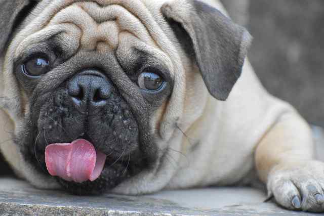 Signs of Overeating and Obesity in Pugs