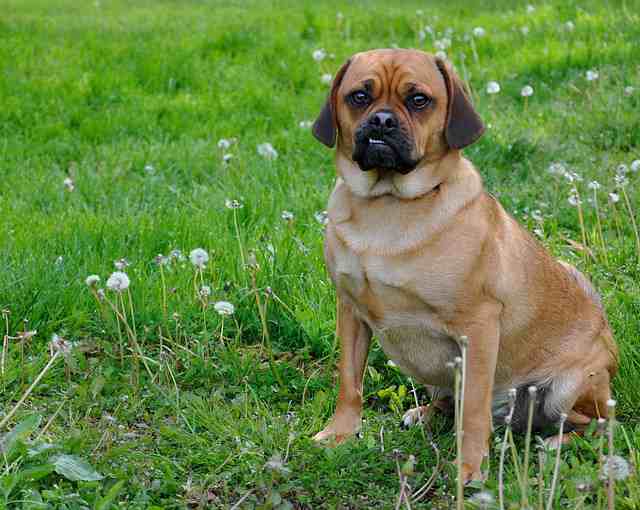 Training a Pug Not to Bite