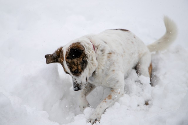 How to Manage and Minimize Digging Behavior in Dogs