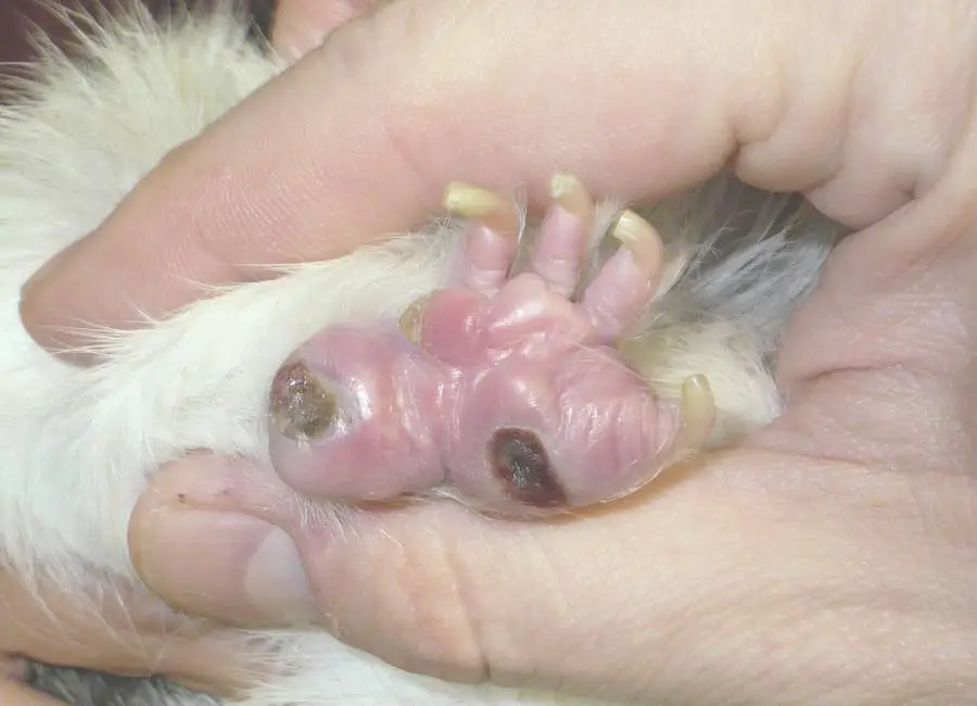 Signs of Bumblefoot in Guinea Pigs