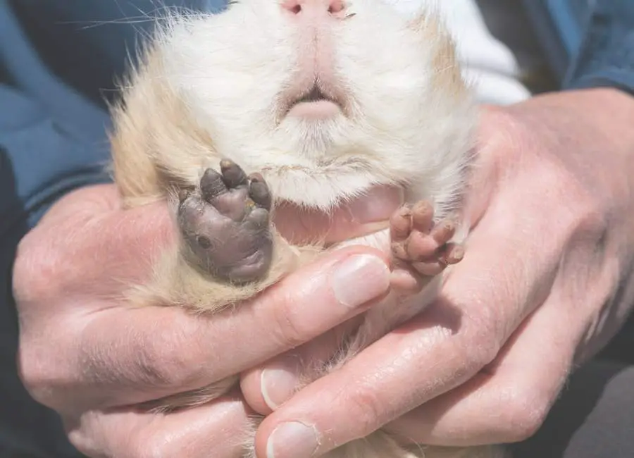 Treatment of Bumblefoot in Guinea Pigs