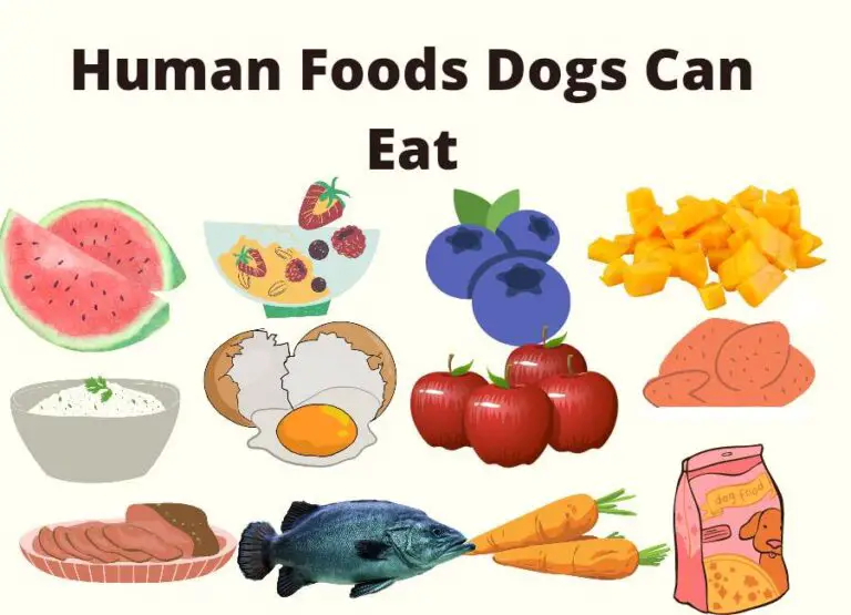 Human Foods Dogs Can Eat