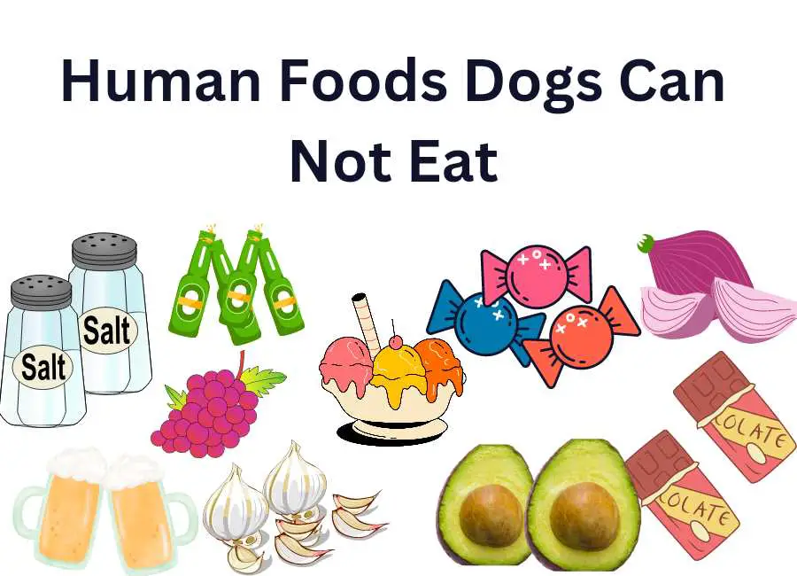 Human Foods Dogs Can Not Eat