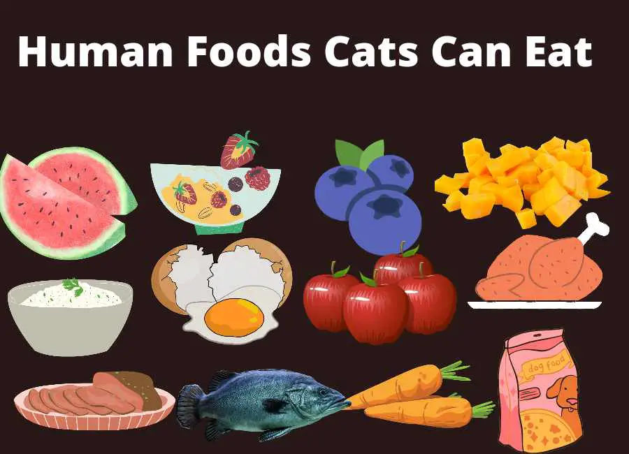 Human Foods Cats Can Eat
