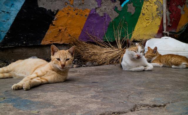 10 Tips For Semi Feral Cat Socialization