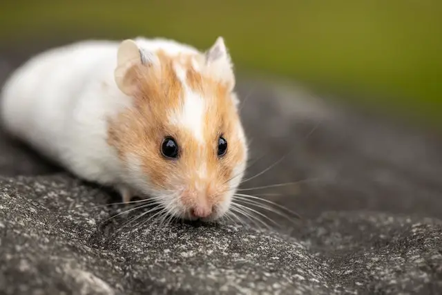 Why Do Hamsters Shake [9 Reasons & Tips]